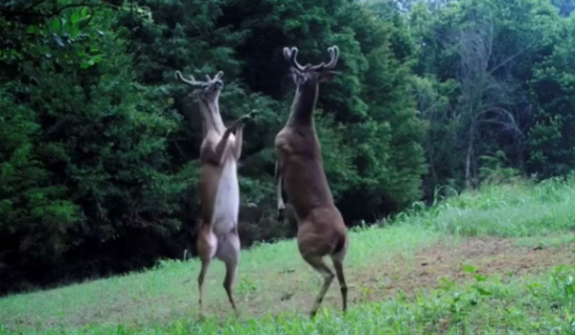 Bucks in velvet fight with their hooves.