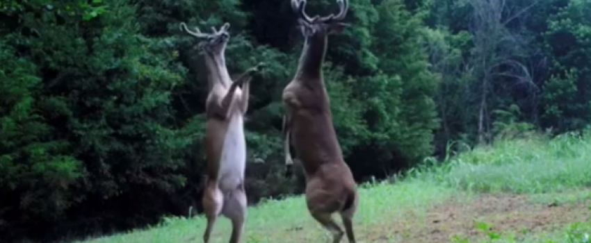 Bucks in velvet fight with their hooves.