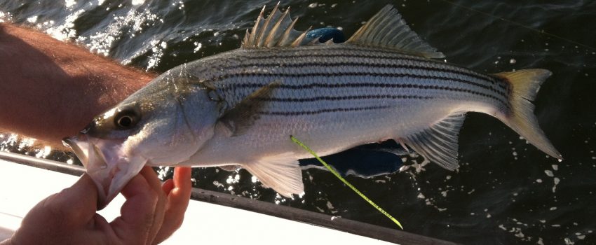 fish Photo by Maryland Department of Natural Resources