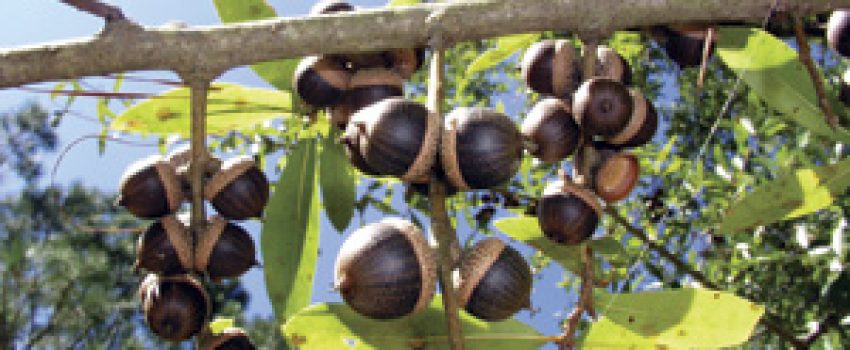 hard-mast Photo by Turkey Country Magazine