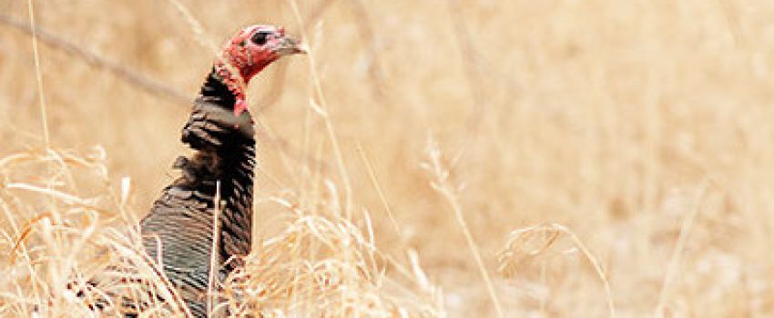 header-fall-turkey-guide Photo by North Dakota Game and Fish Department