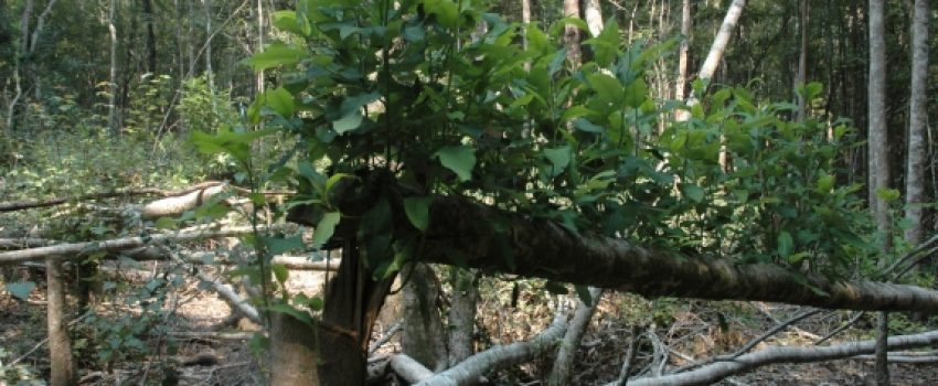 Hinge cutting trees can significantly increase bedding areas for deer and cover for other animals.