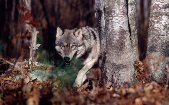 Unless wolves are controlled, scientific wildlife management becomes impossible.