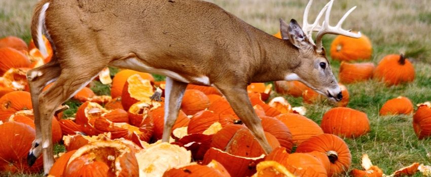 A deer walking across the autumn field with pumpkins.