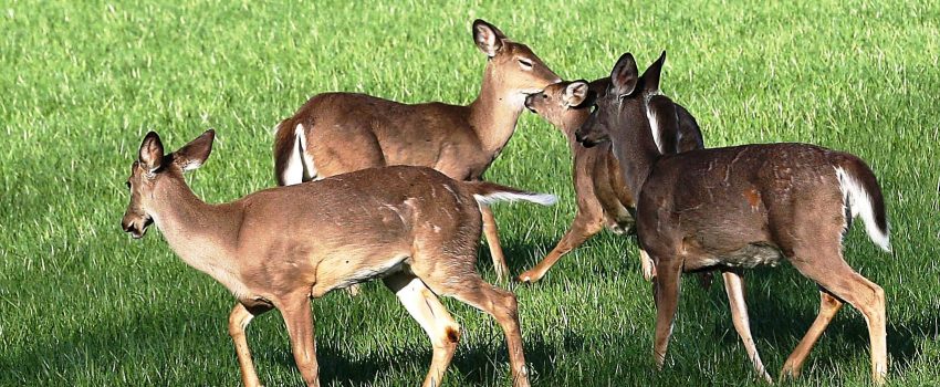 Although whitetail deer don't migrate like elk, they often change their core areas.