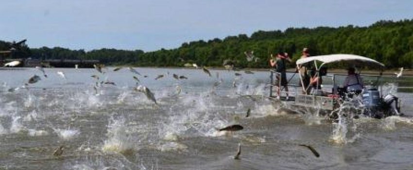 jumpingcarp6420993561_824281d40d_b_web Photo by Illinois College of Agricultural, Consumer and Environmental Sciences