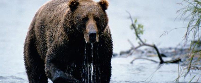 kodiak-bear_775_600x450