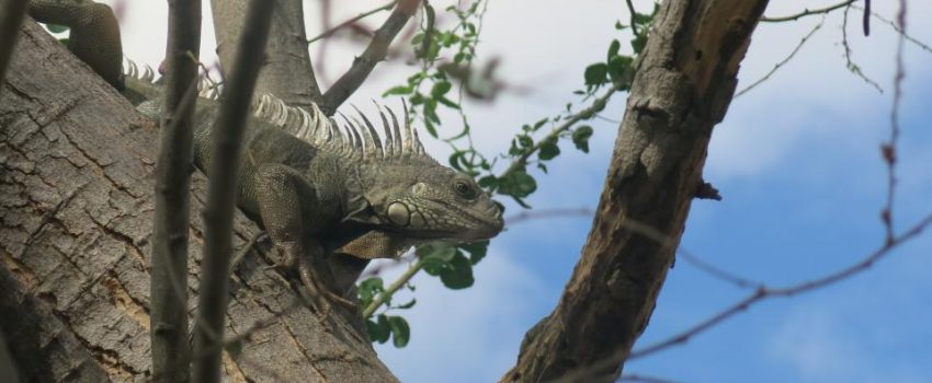 lizard