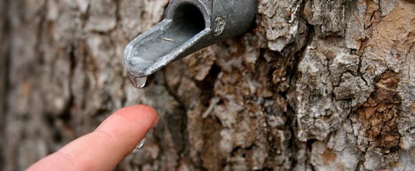 maple-syrup-sap-running