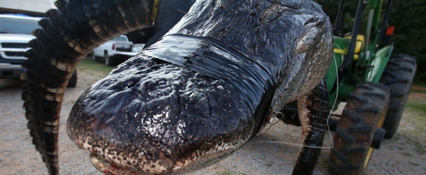 In this Saturday, Aug 16, 2014 photo, a large alligator weighing 1011.5 pounds measuring 15-feet long is pictured in Thomaston, Ala. The alligator was caught in the Alabama River near Camden, Ala., by Mandy Stokes and family, according to AL.COM. (AP Photo/Al.com, Sharon Steinmann)