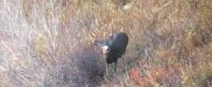 Watch as the worst case of buck fever ever unfolds.