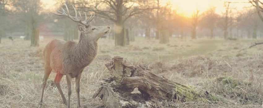 photo-1430916273432-273c2db881a0