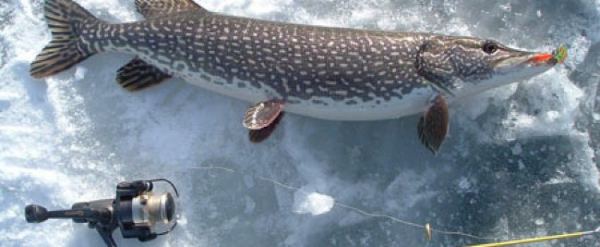 pike_onice Photo by Alaska Department of Fish and Game