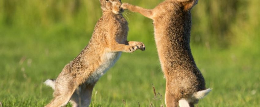 rabbitsarticle-2195158-14BB9CB9000005DC-360_964x673