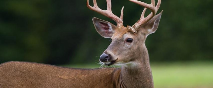 Why do some hunters seem to bag all the big bucks?