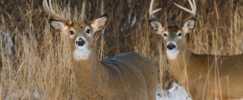 White-tailed deer in winter