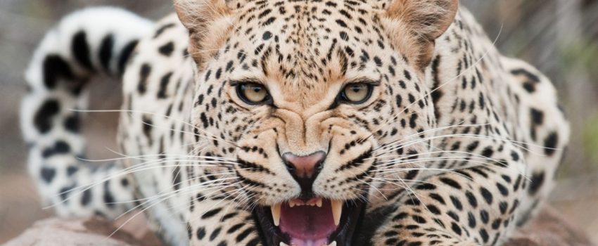 An African leopard is one of the rarest sights in the wild due to the cat's nocturnal nature.