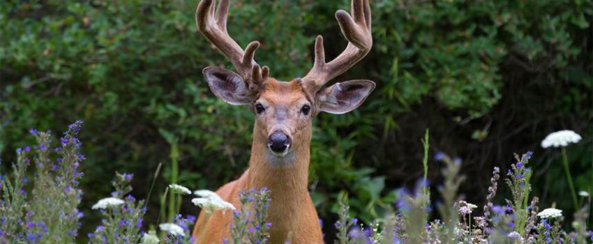 Deer movements in summer are important to fall success.