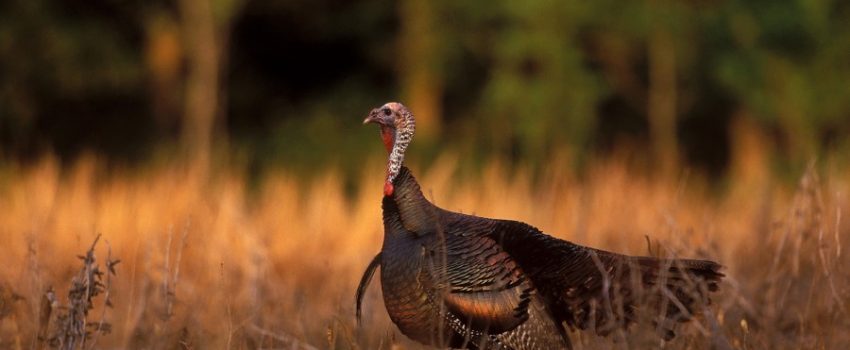 sunset-turkey Image by California Department of Fish and Game