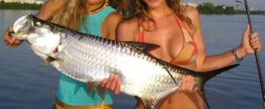 tarpon