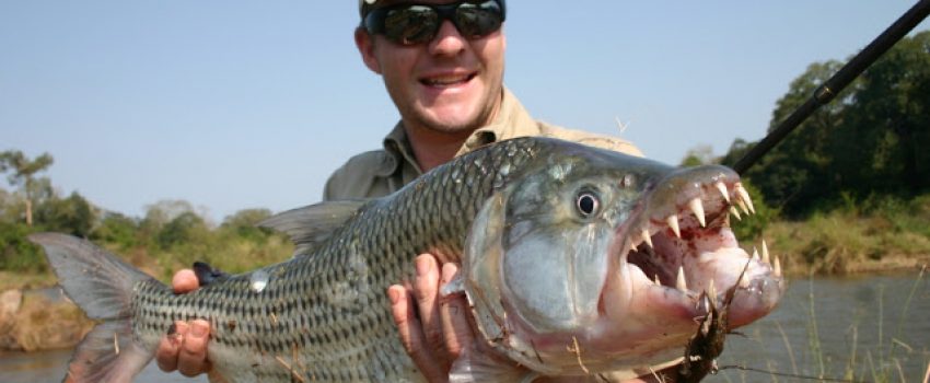 tiger fish2
