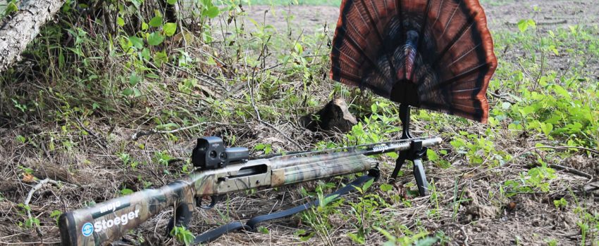 A turkey fan can lure gobblers and hunters.  Safety is critical.