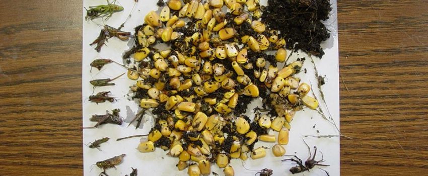 Here's a sample of what turkeys eat.