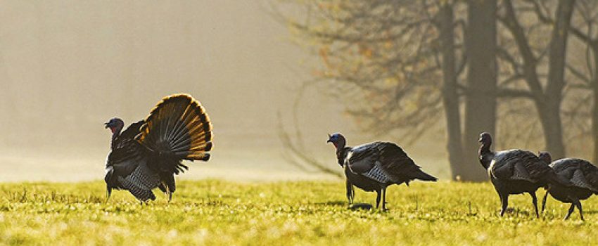 Wild turkeys cross a meadow in the morning mist.