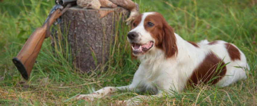 upland-hunting-dog-Photo-by-Los-Gauchos-e1385516702577