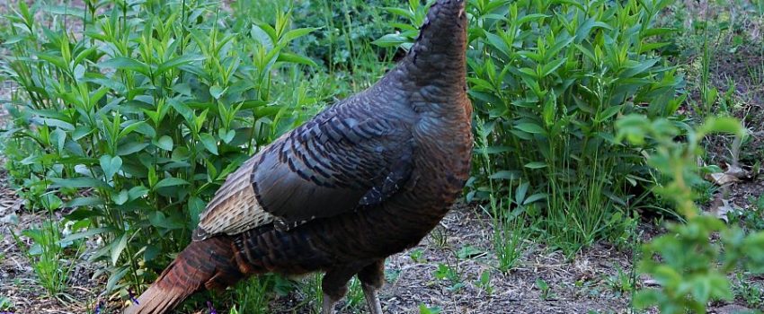 wild-turkey_48765