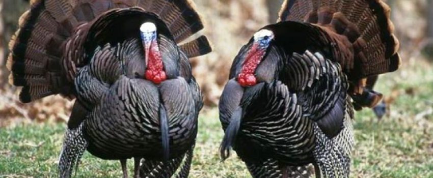 wild_turkeys