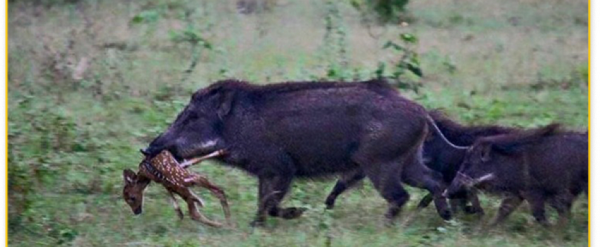 wildhogs959734f1-6f11-40bf-817a-d3a062c68173